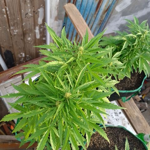 Auto Gorilla Blue growlog timeline photo
