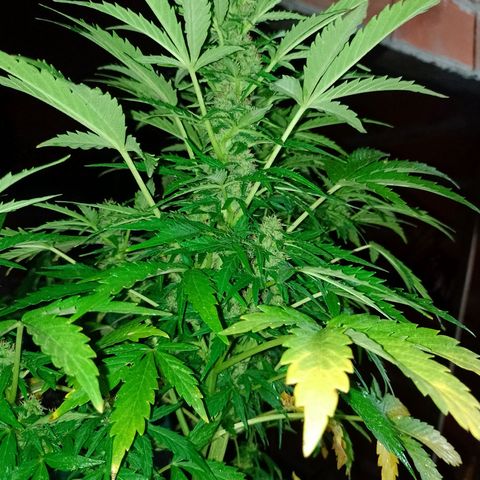 Auto Gorilla Blue growlog timeline photo