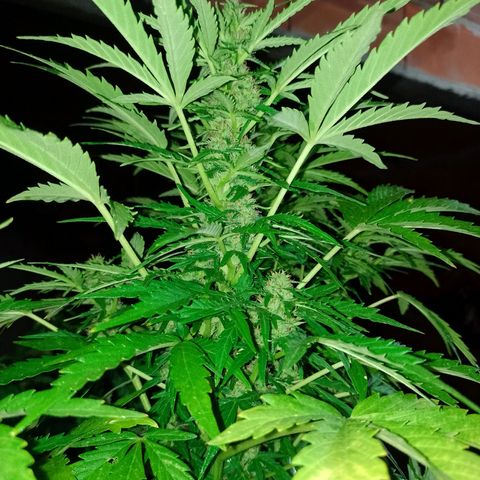 Auto Gorilla Blue growlog timeline photo
