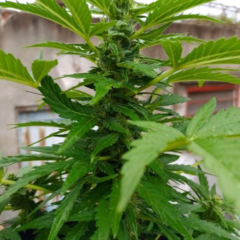 Auto Gorilla Blue growlog timeline photo
