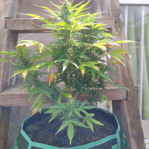 Auto Gorilla Blue growlog timeline photo