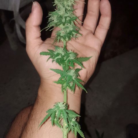 Auto Gorilla Blue growlog timeline photo