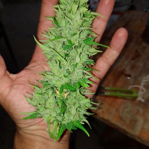 Auto Gorilla Blue growlog timeline photo