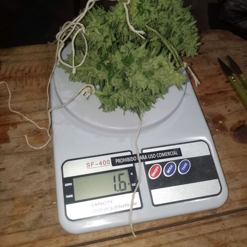Auto Gorilla Blue growlog timeline photo