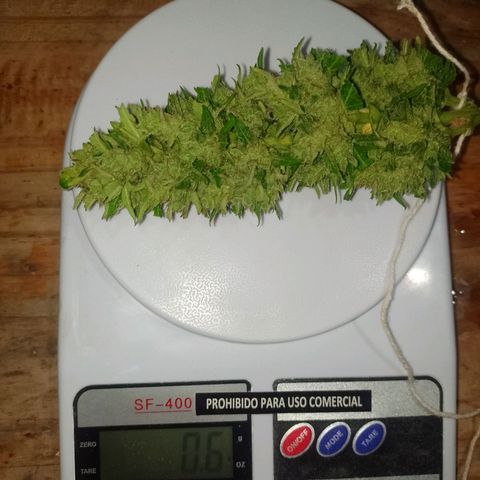 Auto Gorilla Blue growlog timeline photo