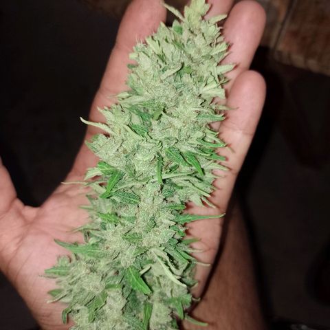 Auto Gorilla Blue growlog timeline photo