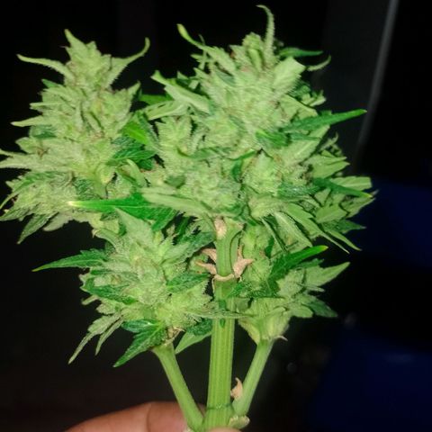 Auto Gorilla Blue growlog timeline photo