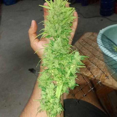 Auto Gorilla Blue growlog timeline photo