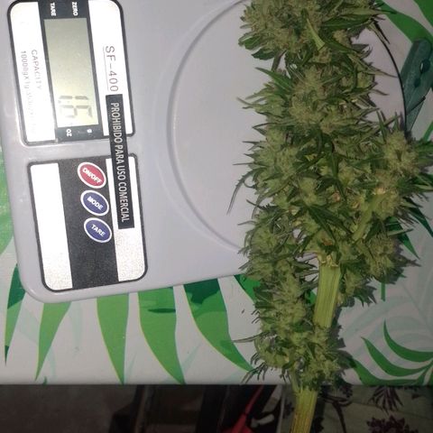 Auto Gorilla Blue growlog timeline photo
