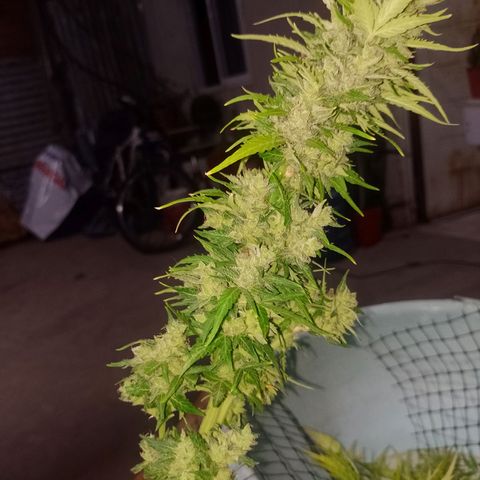 Auto Gorilla Blue growlog timeline photo