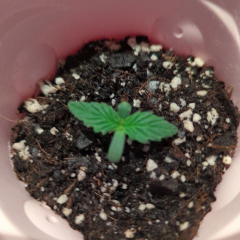 Gorilla Glue growlog photo: Seeding growth MG and CC