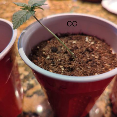 Gorilla Glue growlog photo: Seeding growth MG and CC