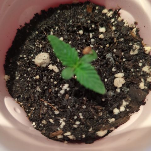 Gorilla Glue growlog photo: Seeding growth MG and CC