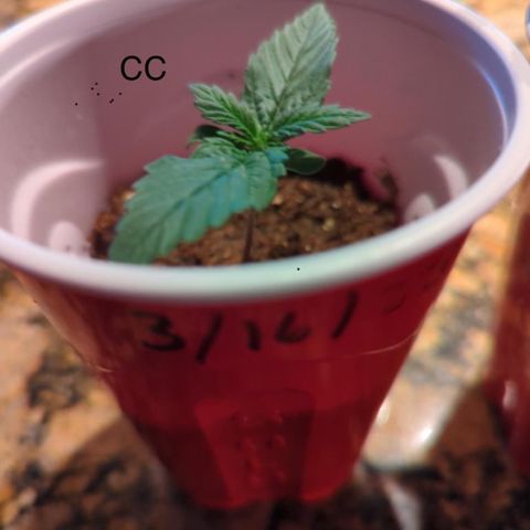 Gorilla Glue growlog photo: Seeding growth MG and CC