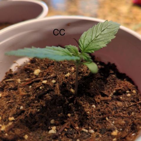 Gorilla Glue growlog photo: Seeding growth MG and CC