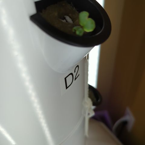 Tower Garden 2 growlog photo: D2
