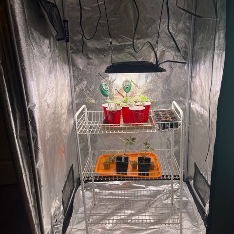 Gorilla Glue growlog photo: New grow tent