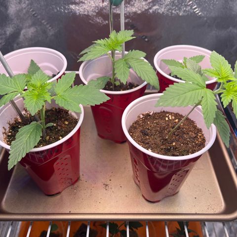 Gorilla Glue growlog photo: Babies like their new home