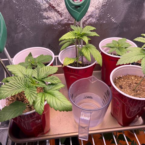 Gorilla Glue growlog photo: Watered. Coco coir lasts longer