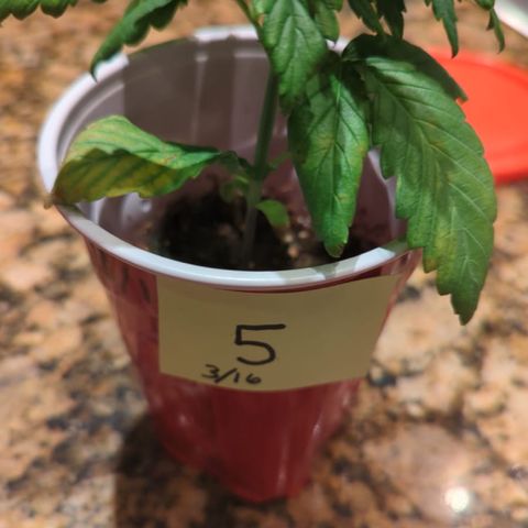 Gorilla Glue growlog photo: Adjusted light to 14 inches