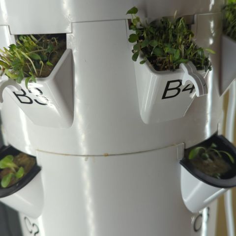 Tower Garden 2 growlog photo: Haircut on B3 B4 and yield