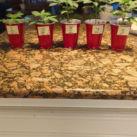 Gorilla Glue growlog timeline photo