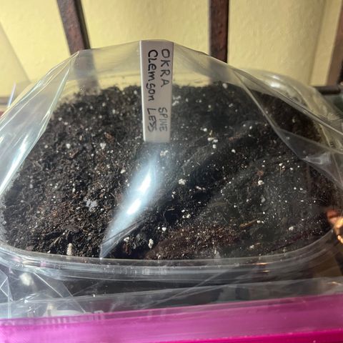 Tower Garden 2 growlog photo: Planted 4 okra seeds