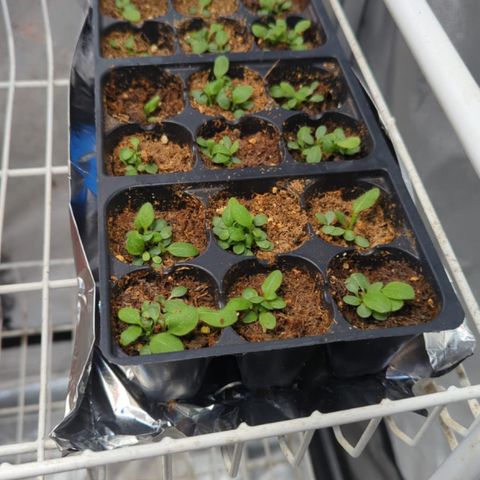 Gorilla Glue growlog photo: Rubeka and geraniums for Yolanda