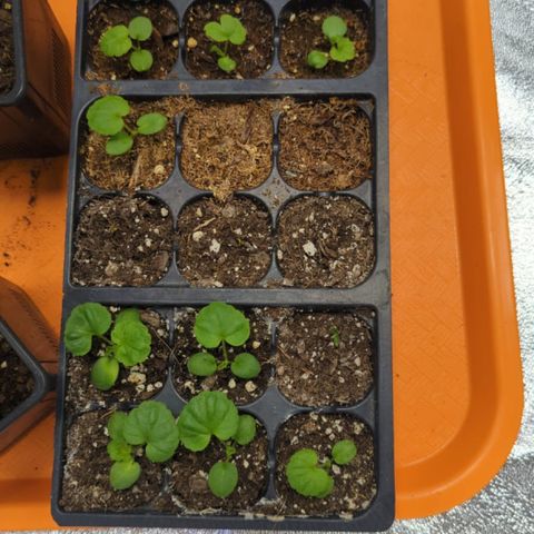 Gorilla Glue growlog photo: Rubeka and geraniums for Yolanda