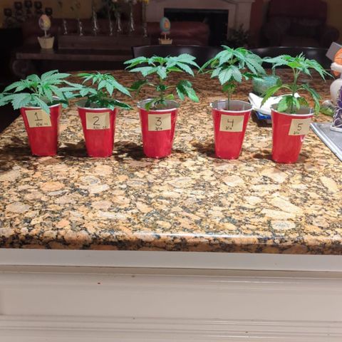 Gorilla Glue growlog timeline photo