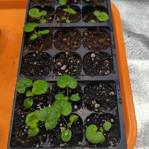 Gorilla Glue growlog timeline photo