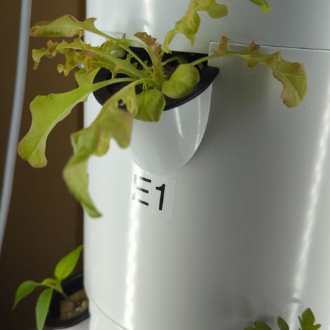 Tower Garden 2 growlog photo: E1 Transplant shock
Made 1 gal seedling liquid
PH 6.9
C1 is Red Salad Lettuce germinated in TG
E1 is Red Salad germinated in Tent