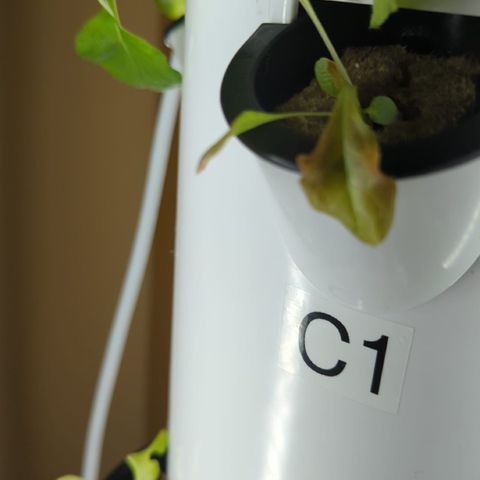 Tower Garden 2 growlog photo: E1 Transplant shock
Made 1 gal seedling liquid
PH 6.9
C1 is Red Salad Lettuce germinated in TG
E1 is Red Salad germinated in Tent