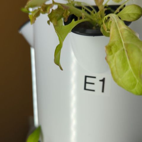 Tower Garden 2 growlog photo: E1 Transplant shock
Made 1 gal seedling liquid
PH 6.9
C1 is Red Salad Lettuce germinated in TG
E1 is Red Salad germinated in Tent