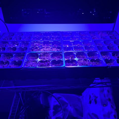 Tower Garden 2 growlog photo: Day 1 Zinnias Y garage