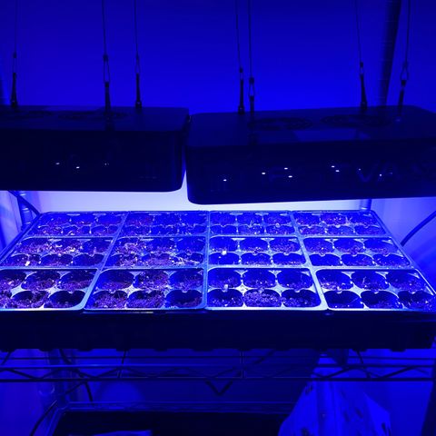 Tower Garden 2 growlog photo: Used two lights for flat of zinnias