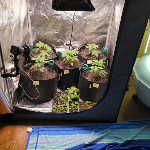 Gorilla Glue growlog photo: Transplanted to 5gal. PH 6.8