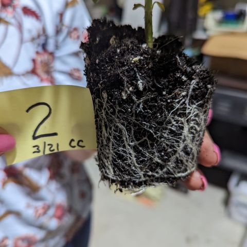 Gorilla Glue growlog photo: Roots at transplant time