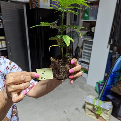 Gorilla Glue growlog photo: Roots at transplant time