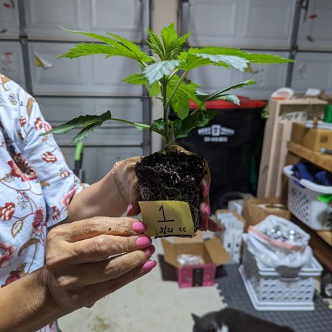 Gorilla Glue growlog photo: Roots at transplant time