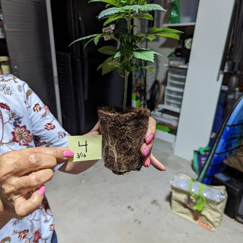 Gorilla Glue growlog photo: Roots at transplant time