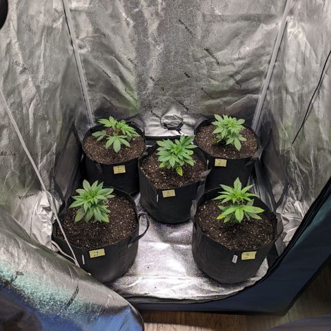Gorilla Glue growlog photo: All transplanted