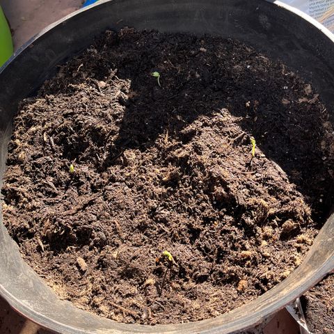 Tower Garden 2 growlog photo: 4 okra seedlings in pot. Yolanda’s backyard.