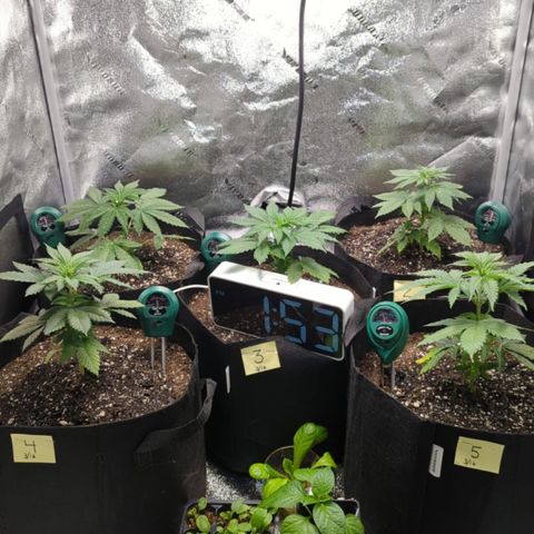 Gorilla Glue growlog photo: Watered. PH 6.6