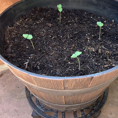 Tower Garden 2 growlog photo: Gloriosa Daisies
Tower Garden
Okra