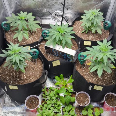 Gorilla Glue growlog photo: The girls