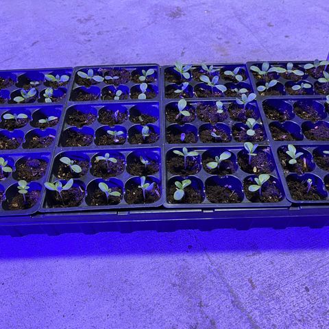 Tower Garden 2 growlog photo: April 10 2023 germinated Zinnias