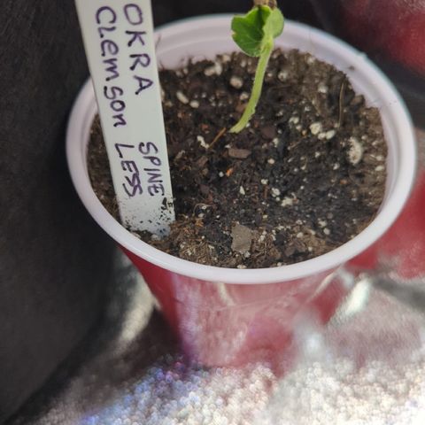 Tower Garden 2 growlog photo: Okra