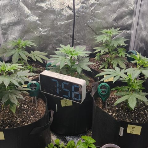 Gorilla Glue growlog photo: Watered