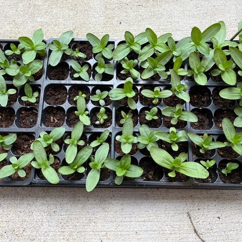 Tower Garden 2 growlog photo: Zinnias under grow lights